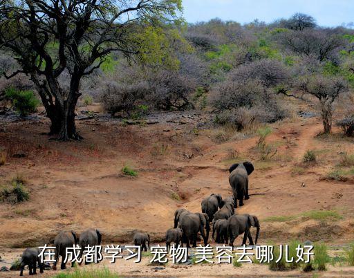 成都学宠物美容前景,学习宠物美容技术前景很好